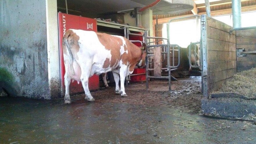 6 tisuća muznih krava u klaonicama