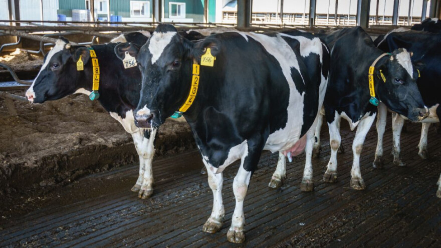 Prvi put u RH utvrđen uzročnik Q groznice