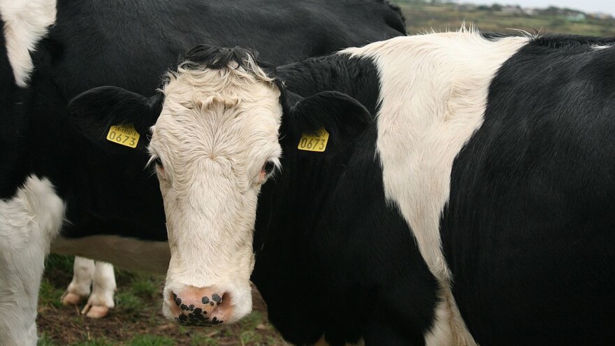 Objavljen Pravilnik o podsticajima za kupovinu kvalitetnih priplodnih grla