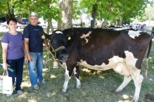 Šampionsko zvono kravi Garavi