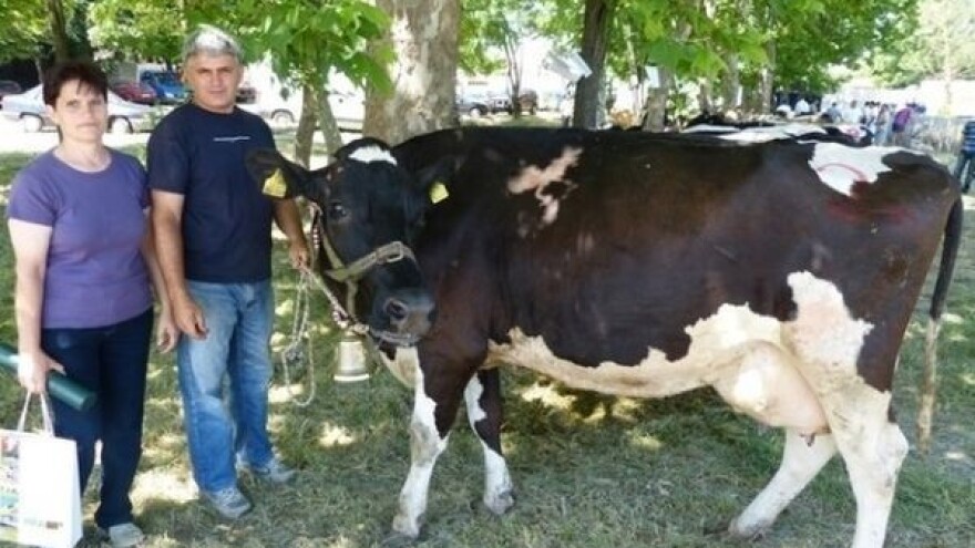 Šampionsko zvono kravi Garavi