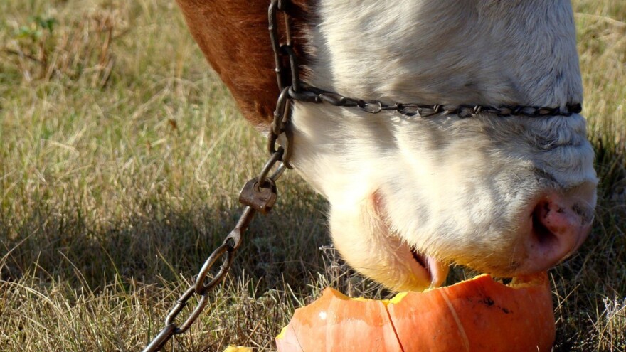 Mrkva, krompir i tikve odlična su dopuna u ishrani krava