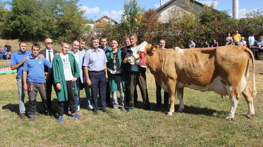 Krava Ida - apsolutni pobednik regionalne izložbe u Lajkovcu