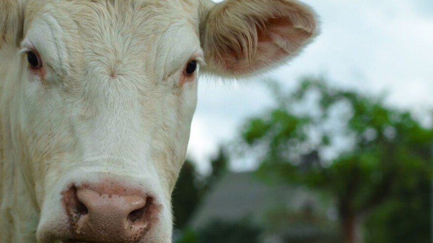 Slovenska simentalka Luca najstarija u Evropi?