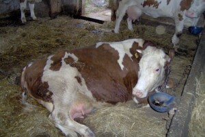 Mastitis - najčešće infektivno oboljenje krava