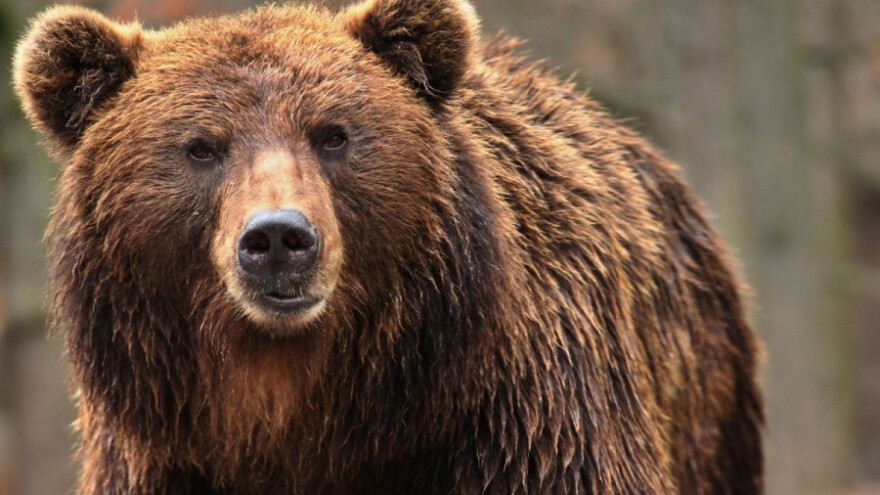 Medvjed rastrgao kravu, šteta 2.000 maraka