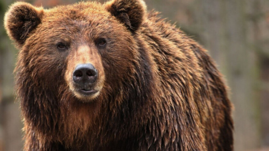 Medvjed rastrgao kravu, šteta 8.000 kuna