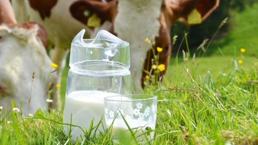 Prikupljeno 4 posto više kravljeg mlijeka!