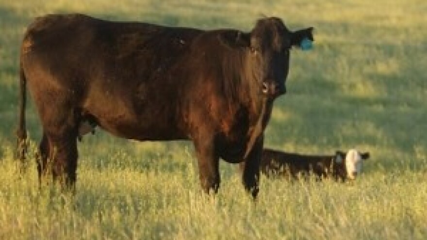 Kaznena prijava vlasnika zbog mučenja 199 krava