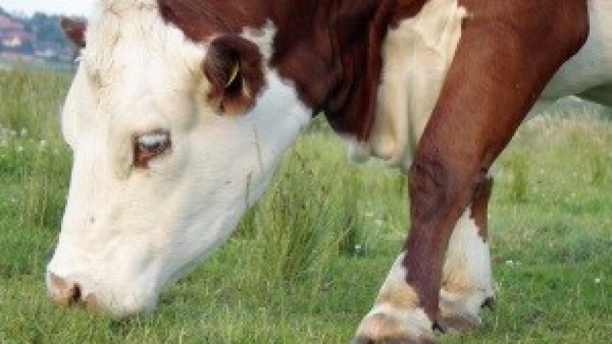 Hrvatsko mlijeko je najkvalitetnije