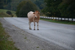 Pažnja: bik na magistrali!