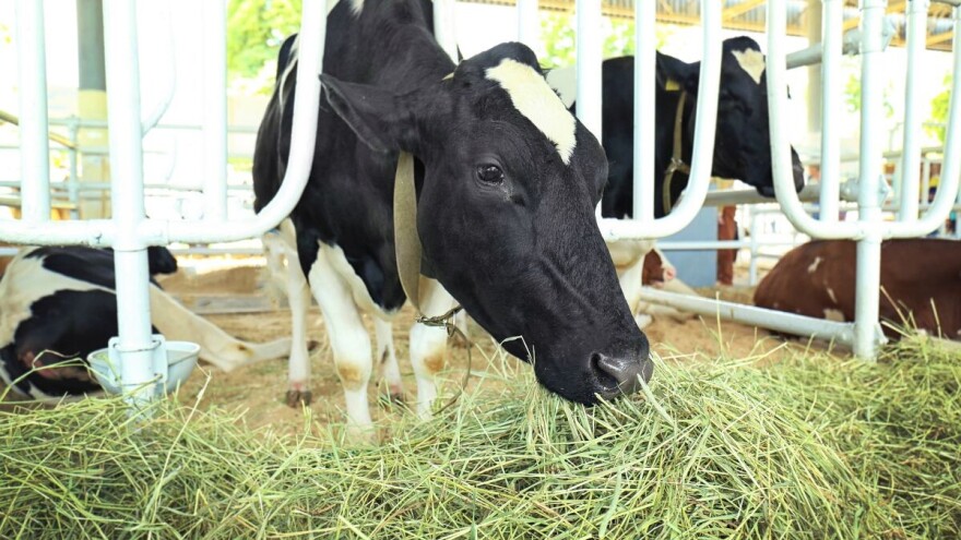 Šta je zeleni krmni konvejer i zašto je važan u ishrani muznih krava