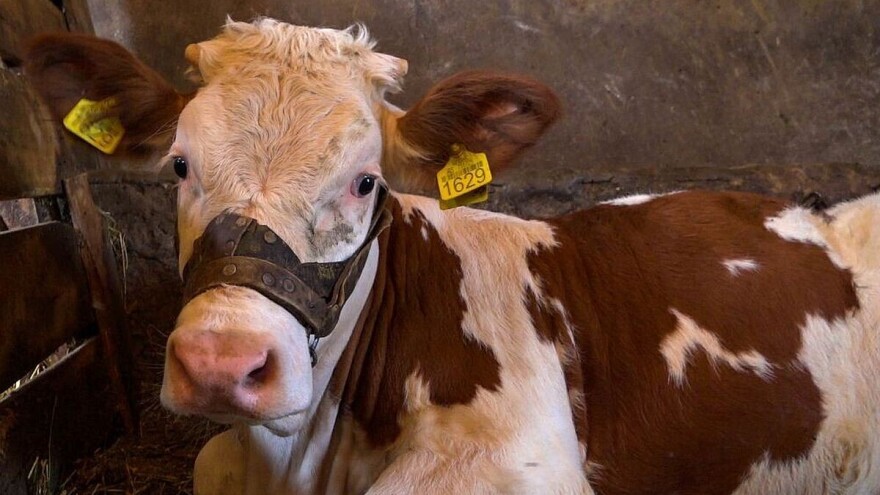 Preventivom protiv masne jetre kod mlečnih krava