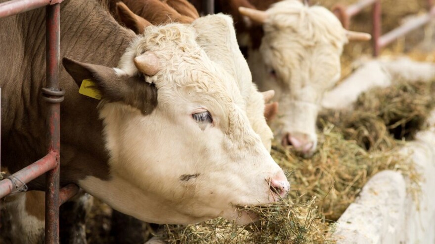 Kako pripremiti senažu lucerke