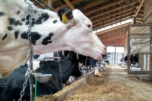 Kako utiču sirova i prerađena soja na ishranu krava i proizvodnju mleka