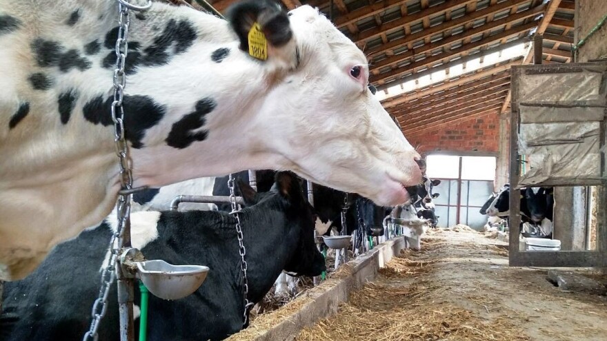 Kako utiču sirova i prerađena soja na ishranu krava i proizvodnju mleka