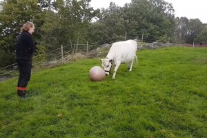 Krava koja igra nogomet?