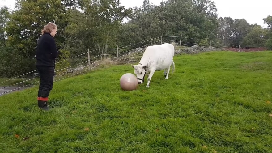 Krava koja igra nogomet?