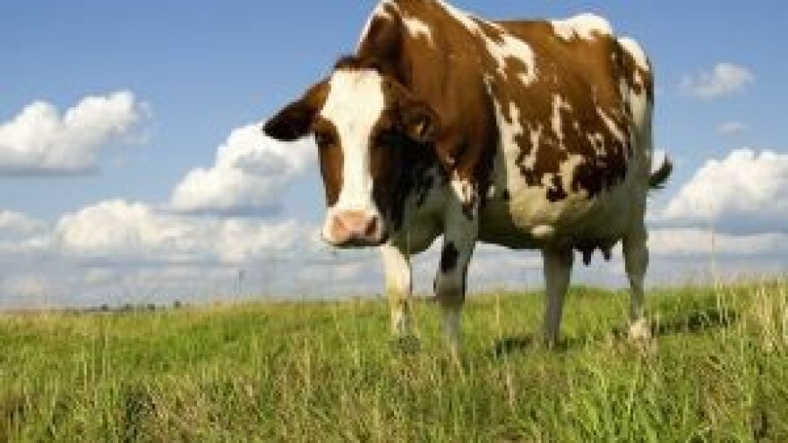 Jedan dan bez mesa kao bez pet milijuna vozila na cesti