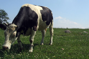 Uništen farmer zbog sporosti Ministarstva poljoprivrede