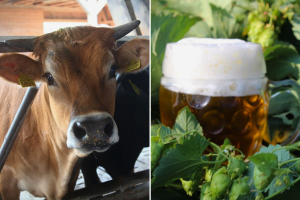 Na ovoj farmi krave hrane i masiraju pivskim kvascem