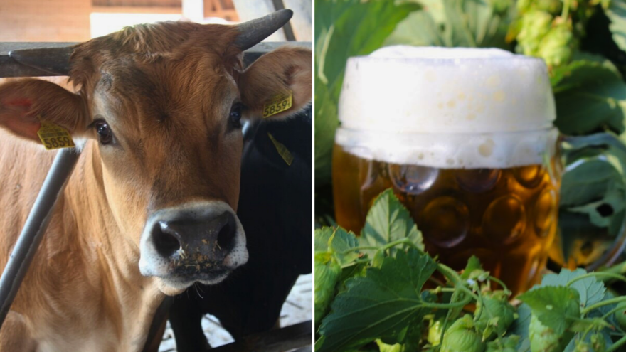 Na ovoj farmi krave hrane i masiraju pivskim kvascem