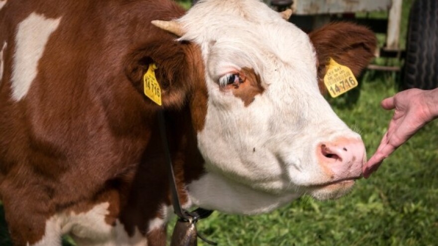 Evo kako životinje vide!