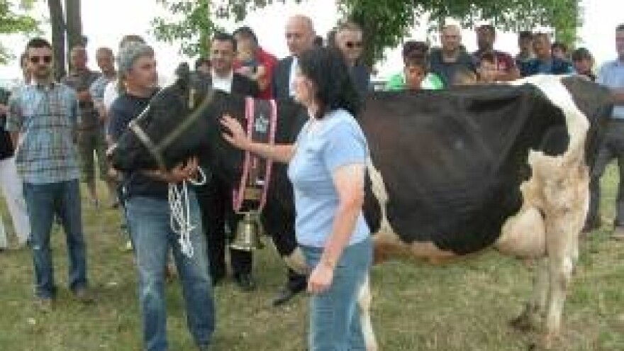 Krava Shakira šampionka 8. stočne izložbe SDŽ