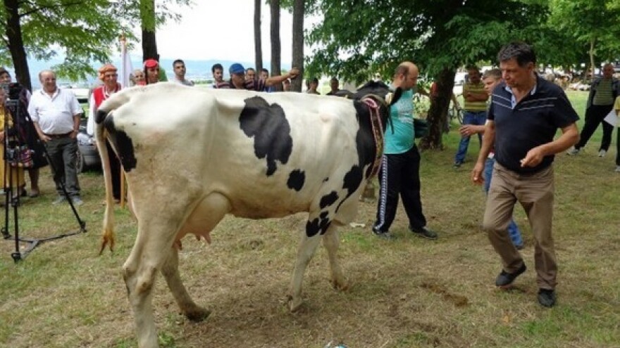 Proizvođači mlijeka su najranjiviji