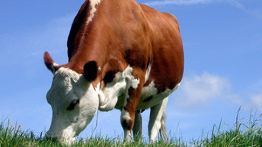 Ogorčeni stočar uputio je pismo Tihomiru Jakovini