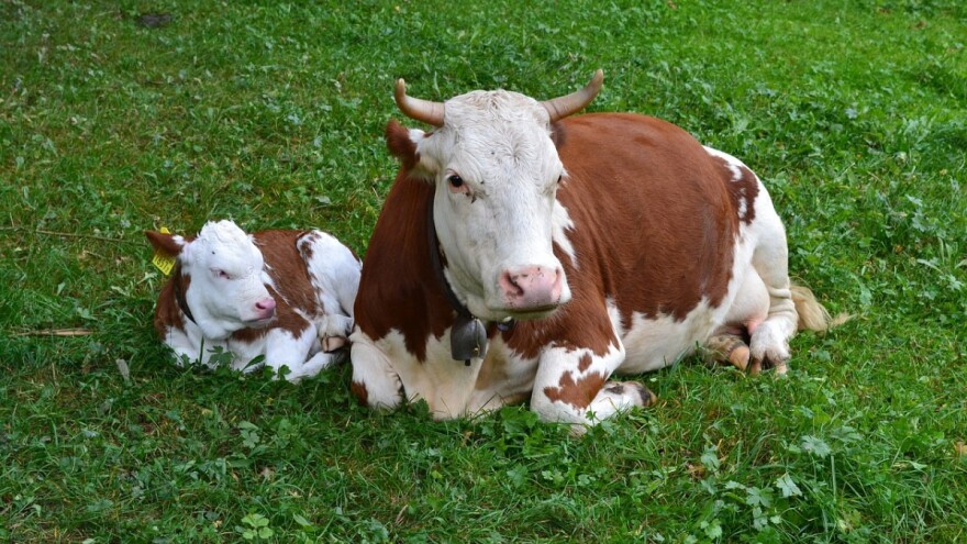 Sistem uzgoja krava-tele najisplativiji u govedarstvu