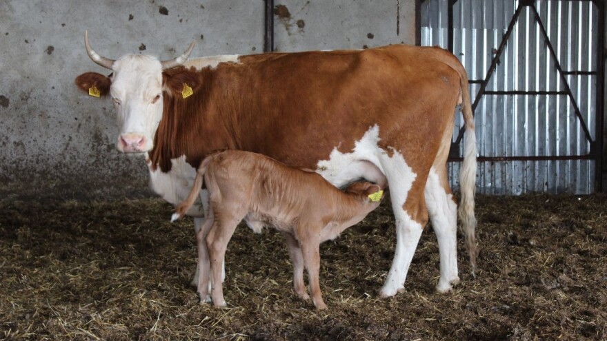 Skuplja junad, ali i telad  - ima li zarade?