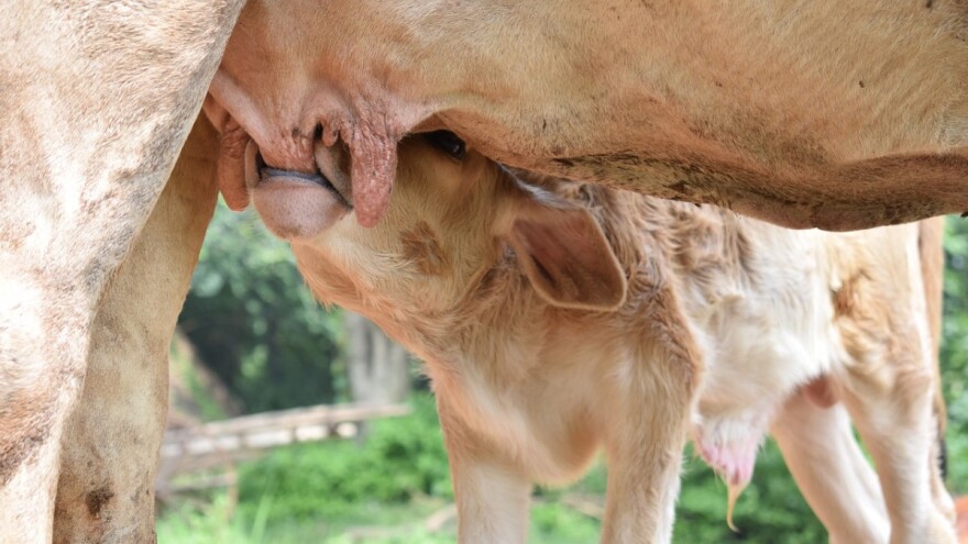 Kako hraniti krave dok su steone i nakon telenja