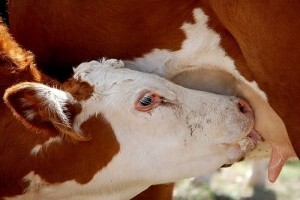 Kvalitetnijom stočnom hranom do više mlijeka