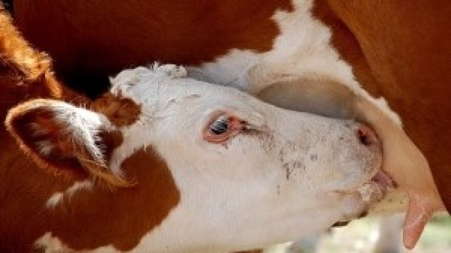 Kvalitetnijom stočnom hranom do više mlijeka