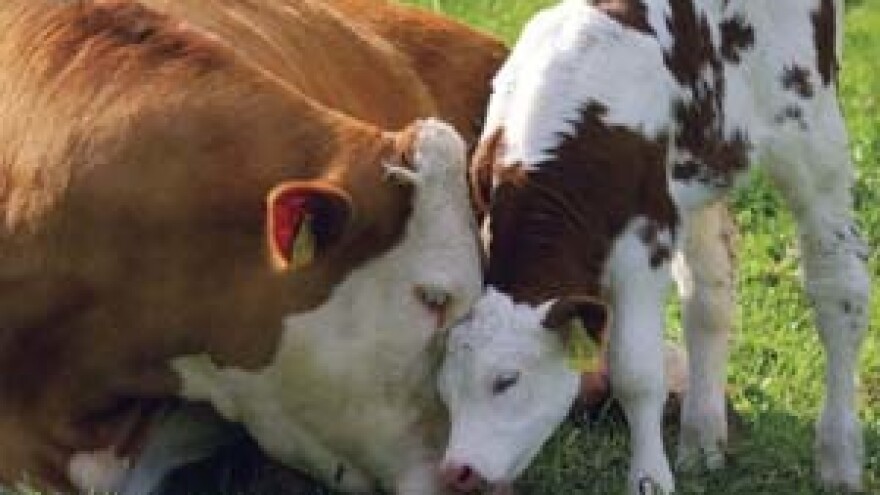 Švicarske krave šalju sms kad im je vrijeme tjeranja