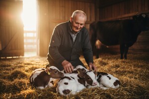 Krava u Srbiji otelila petorke!
