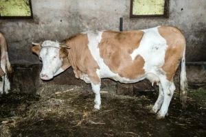 Zbog bolesti uništeno 466 goveda