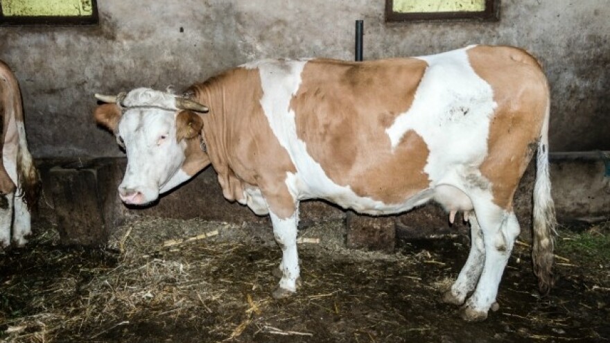 Zbog bolesti uništeno 466 goveda