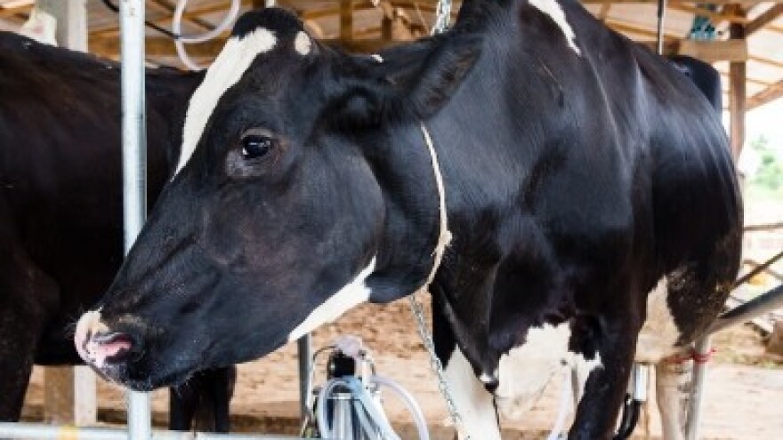 Kome treba akcijski plan? Selo treba inženjere!