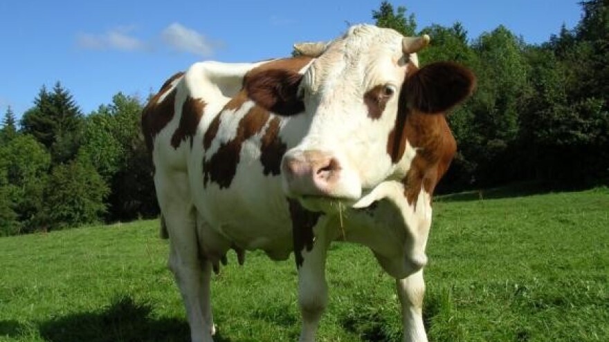 Prešutjeli probleme oko cijene mlijeka