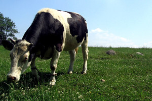 Mljekomat Mala Muu - prirodno mlijeko s farme Mala Branjevina