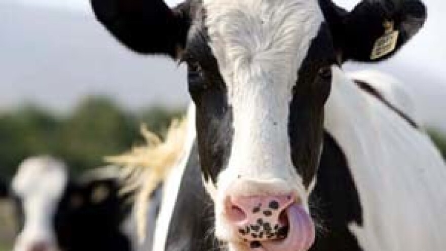 Model otkupne cijene mlijeka na snazi do kraja rujna