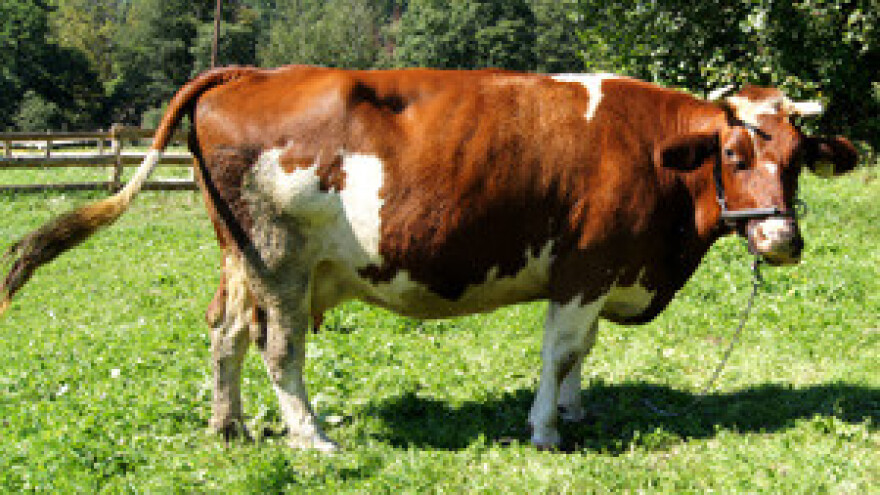 U mjesec i pol dana 1.500 mljekara manje