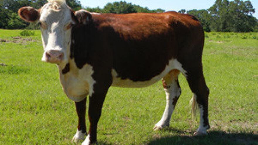 Mljekari: pomozite i poljoprivredi!