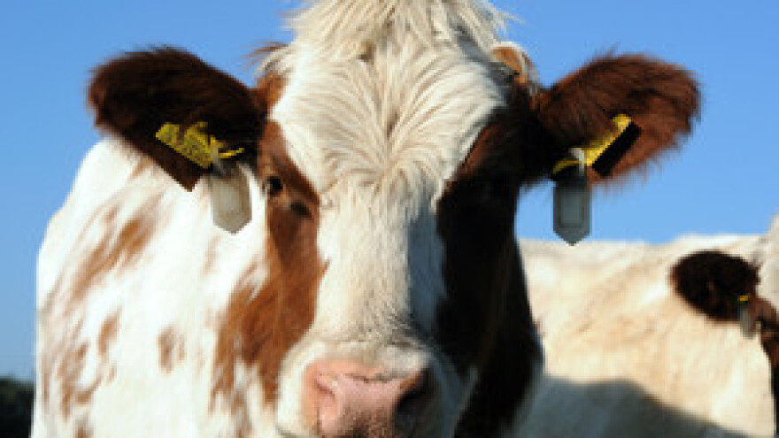 Kukuruz gori, stočari tuširaju krave!