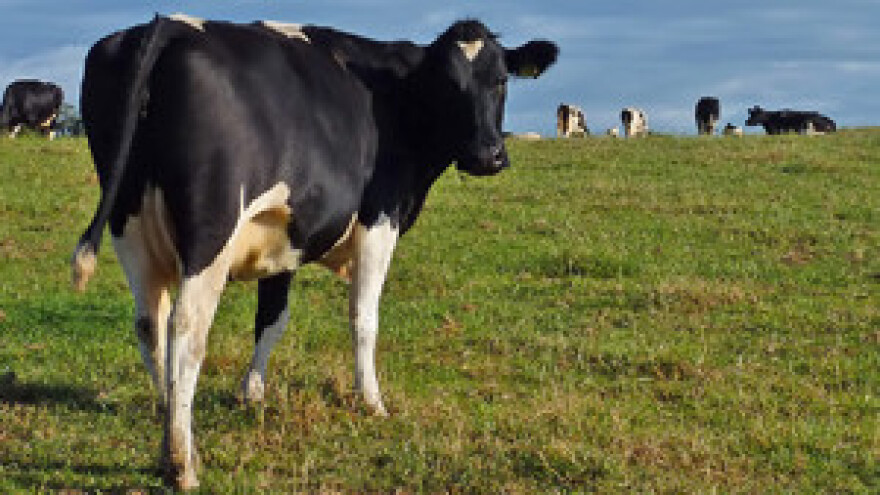 Zemlje EU-a bez dogovora o intervenciji na tržištu mlijeka