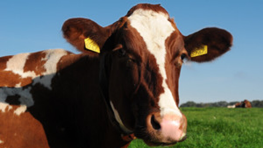 Nastavljamo bitku za svaku kravu