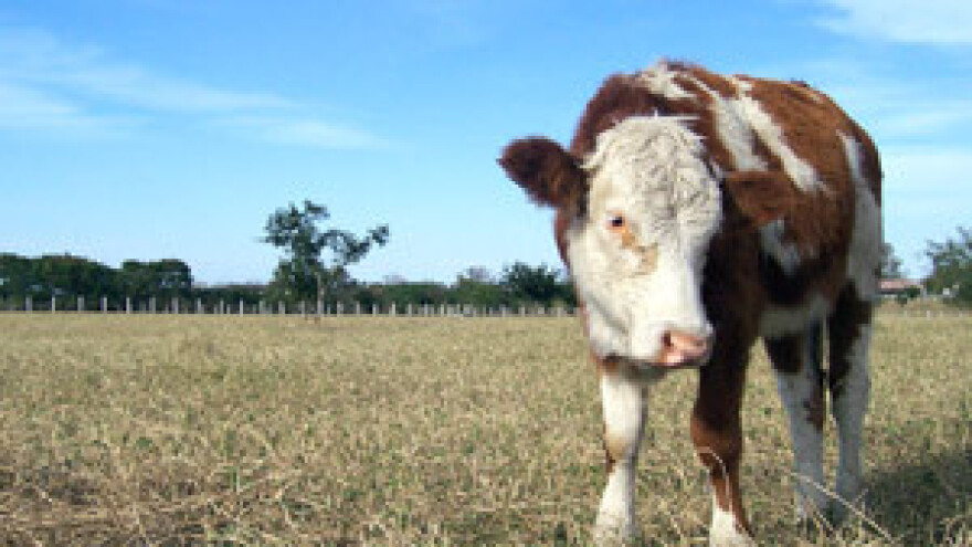 U godinu dana propalo čak 5.752 proizvođača mlijeka