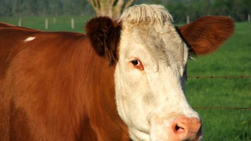 Proizvođači mlijeka preživljavaju, trgovci zarađuju